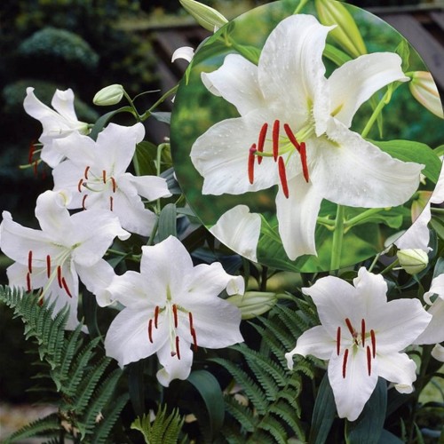 Lilium oriental 'Casa Blanca' - Orientaalliilia 'Casa Blanca' C1/1L